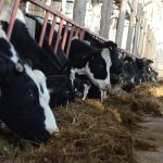 Caz uman de gripă aviară luată de la vaci, depistat în SUA