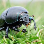 Criza climatică are un impact asupra culorii şi vieţii sexuale a insectelor