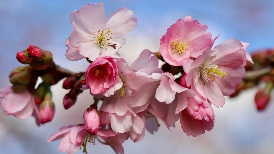 Tradiţii şi obiceiuri de Florii